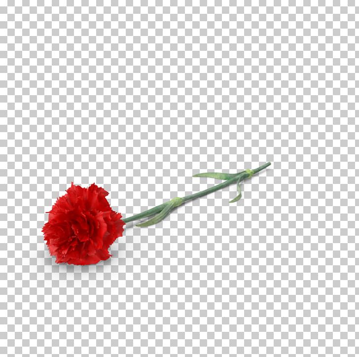 Carnation Cut Flowers PNG, Clipart, All Inclusive, All Inclusive Limo, Allinclusive Resort, Atlantic, Atlantic City Free PNG Download