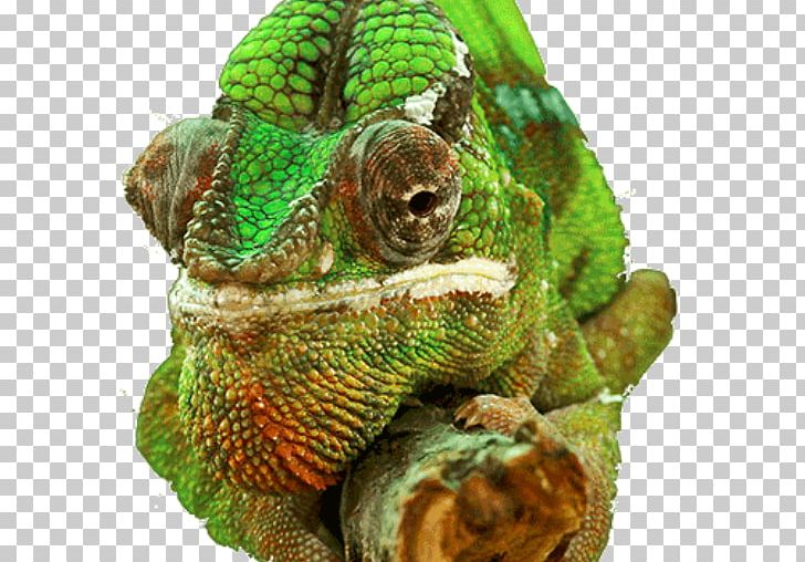 Chameleons Reptile 4K Resolution Desktop 5K Resolution PNG, Clipart, 2k Resolution, 4k Resolution, 5k Resolution, 8k Resolution, African Chameleon Free PNG Download