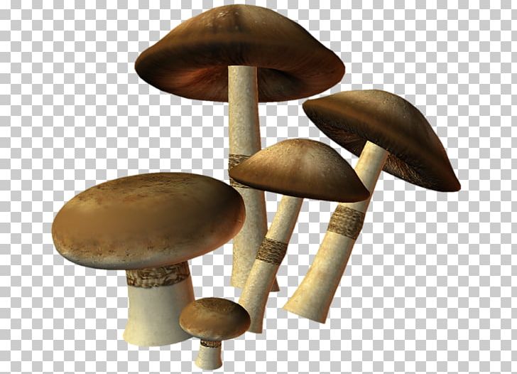 Edible Mushroom Oyster Mushroom Fungus PNG, Clipart, Agaricus, Aspen Mushroom, Download, Edible Mushroom, Fungus Free PNG Download