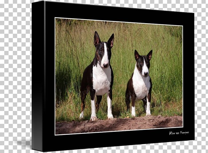 Miniature Bull Terrier Boston Terrier Dog Breed American Staffordshire Terrier PNG, Clipart, Animal, Bull Terrier, Carnivoran, Dog Breed, Dog Breed Group Free PNG Download