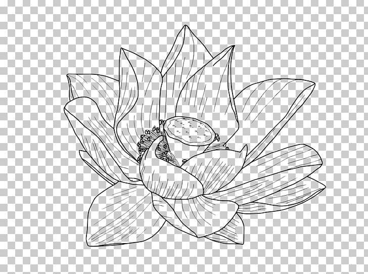 Nelumbo Nucifera Flower Drawing Egyptian Lotus PNG, Clipart, Art, Artwork, Black, Black And White, Color Free PNG Download