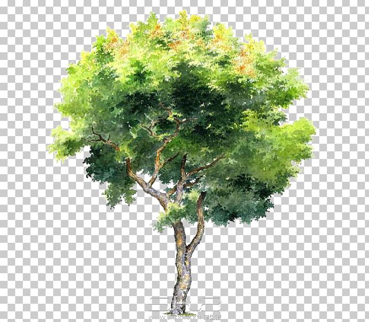 Tree PNG, Clipart, 3d Rendering, Architectural Rendering, Branch, Cartoon, Christmas Tree Free PNG Download