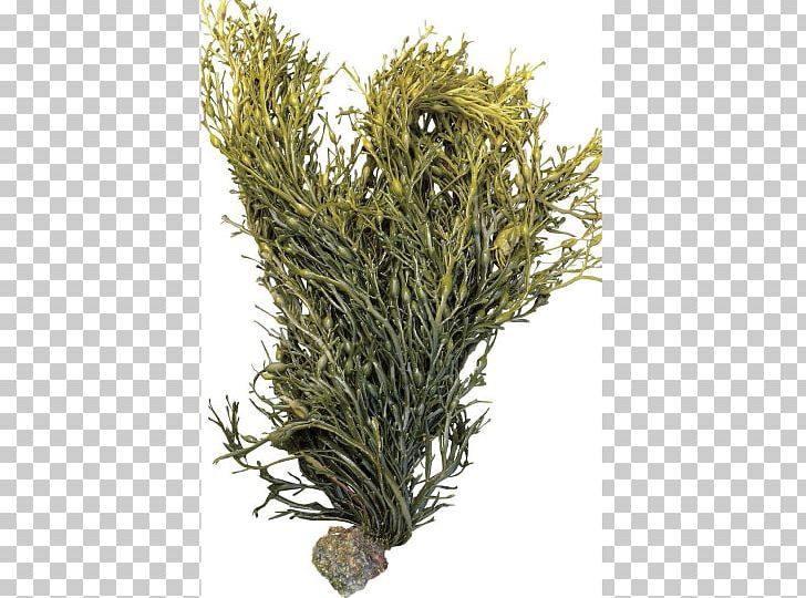 Bladder Wrack Seaweed Ascophyllum Nodosum Fucus Gardneri Algae PNG, Clipart, Algae, Ascophyllum Nodosum, Bladder Wrack, Branch, Calf Free PNG Download