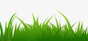Grass PNG, Clipart, Decorative, Decorative Grass, Grass, Grass Clipart, Underbrush Free PNG Download