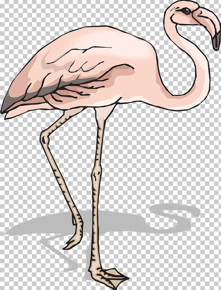 Bird Flamingo PNG, Clipart, Animal, Animals, Beak, Bird, Birds Free PNG Download