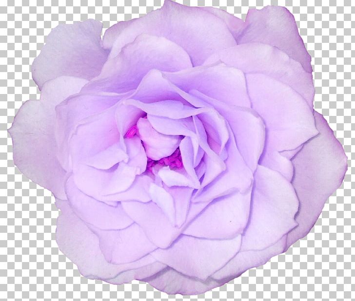 Cabbage Rose Garden Roses Flower PNG, Clipart, Color, Cut Flowers, Floral Design, Floribunda, Flower Free PNG Download