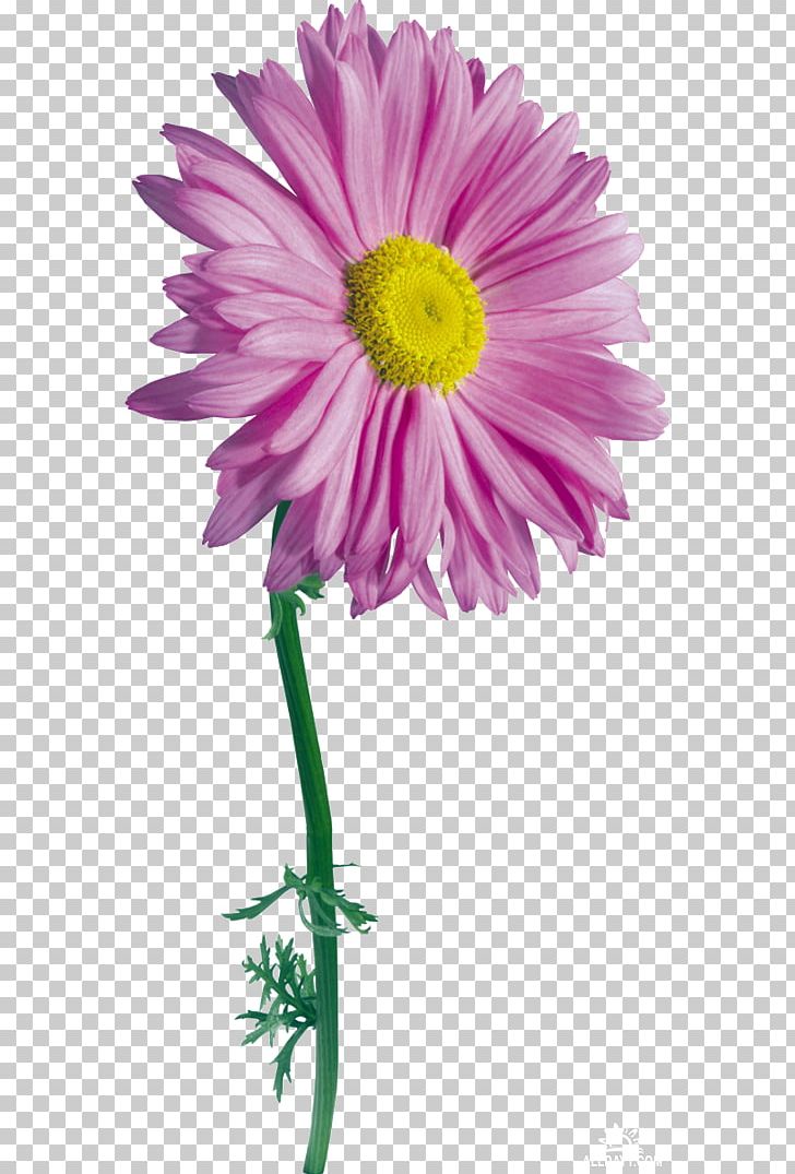 Flower Drawing Photography PNG, Clipart, Annual Plant, Arrangement, Aster, Chrysanths, Cut Flowers Free PNG Download