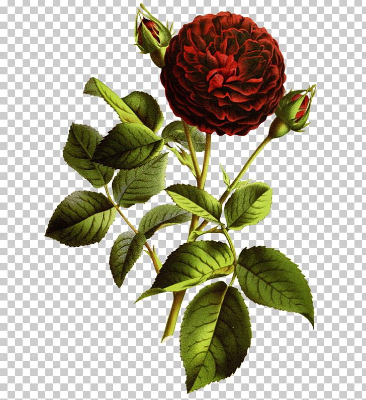 Garden Roses CorelDRAW PNG, Clipart, Blue Rose, Charles Antoine Lemaire, Computer Software, Coreldraw, Cut Flowers Free PNG Download