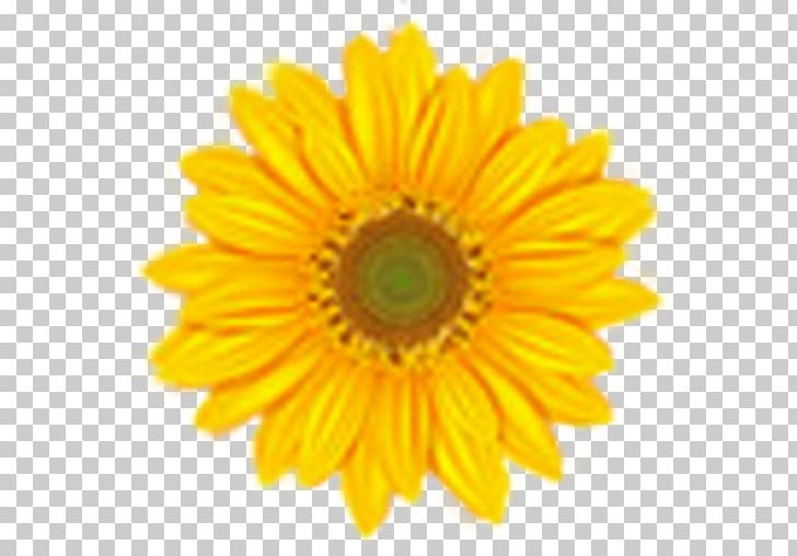 Common Sunflower PNG, Clipart, Chrysanths, Common, Computer Icons, Daisy Family, Desktop Wallpaper Free PNG Download