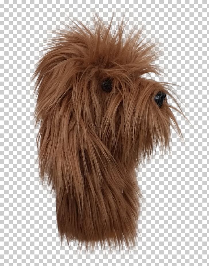 Norfolk Terrier Cairn Terrier Labradoodle Dog Breed Golf Clubs PNG, Clipart, Breed, Cairn Terrier, Carnivoran, Dog, Dog Breed Free PNG Download
