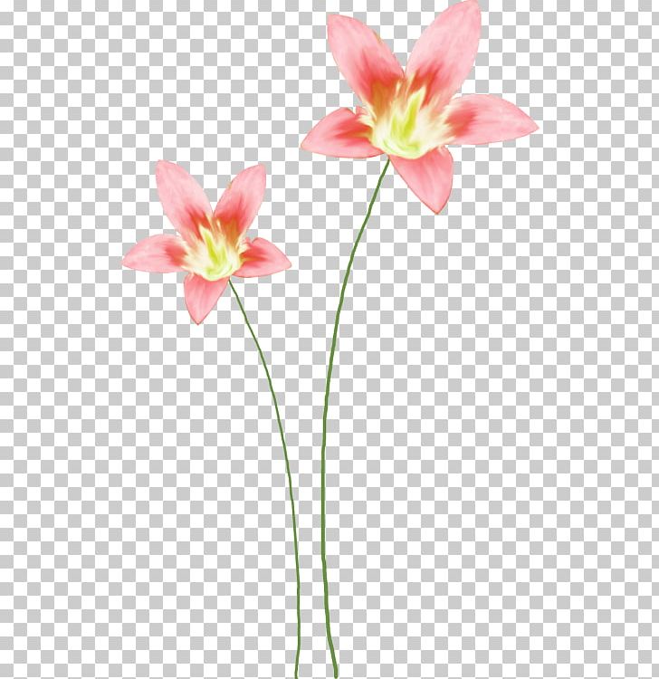 Cut Flowers Floral Design Watercolor Painting PNG, Clipart, Amaryllis Belladonna, Art, Clip Art, Cut Flowers, Flora Free PNG Download