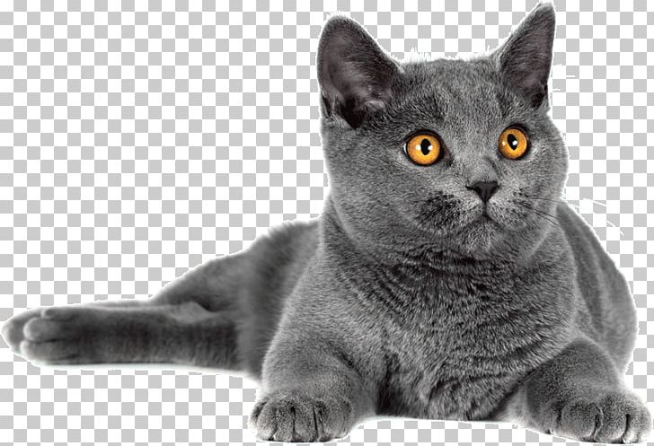 Korat British Shorthair Chartreux Domestic Short-haired Cat Whiskers PNG, Clipart, American Wirehair, Asian, Black And White, Blue, Bombay Free PNG Download