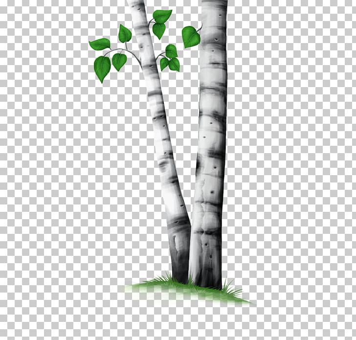 Tree Trunk PNG, Clipart, Alena, Bark, Birch, Birch Bark, Branch Free PNG Download
