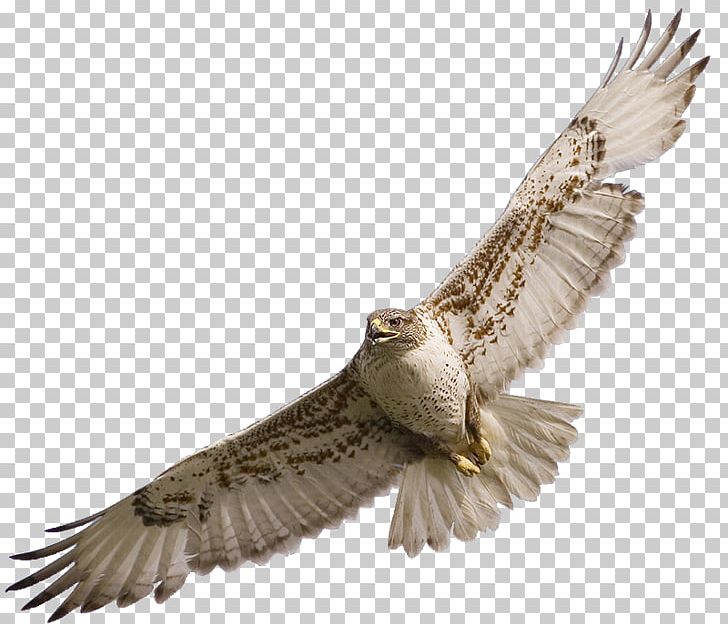 Bird Owl Red-tailed Hawk PNG, Clipart, Accipitriformes, Animals, Bald Eagle, Beak, Bird Free PNG Download
