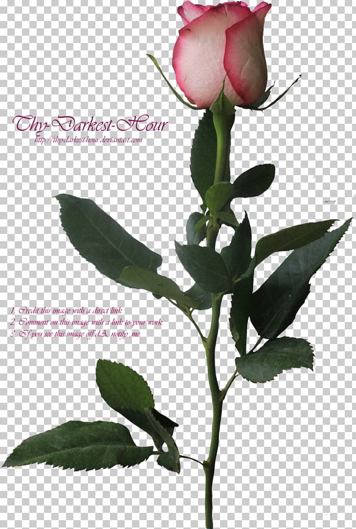 Garden Roses Centifolia Roses Flower Plant Stem PNG, Clipart, Blossom, Bud, Centifolia Roses, Cut Flowers, Dark Pink Flower Free PNG Download