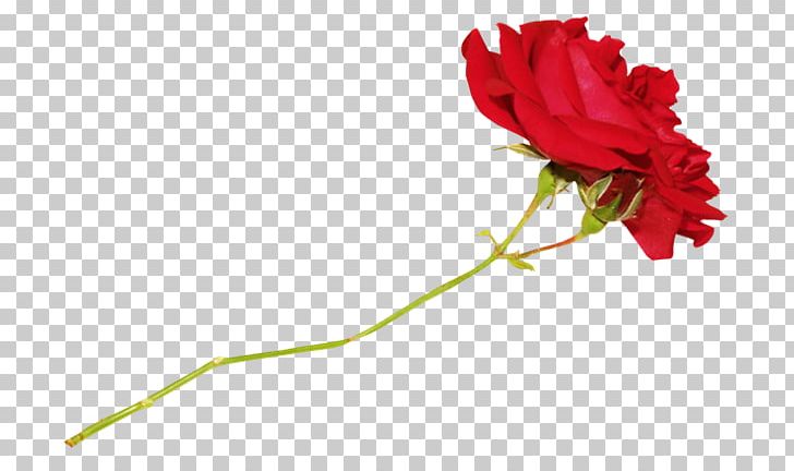 Garden Roses Cut Flowers Floral Design PNG, Clipart, Bud, Carnation, Cut Flowers, Floral Design, Floristry Free PNG Download