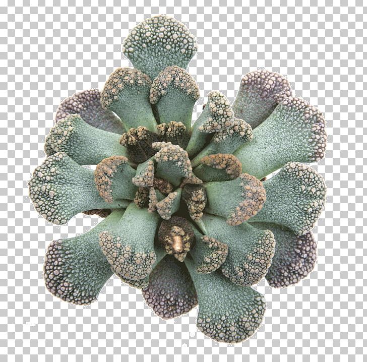 Cactaceae Titanopsis Calcarea Succulent Plant PNG, Clipart, Cactaceae, Cactus, Calcarea, Clay, Echeveria Free PNG Download