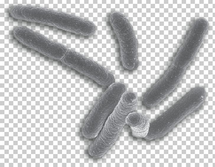E. Coli Bacteria Mycobacterium Tuberculosis Kingdom Evolution PNG, Clipart, Archaeans, Bacteria, Bacterial Cell Structure, Black And White, E Coli Free PNG Download