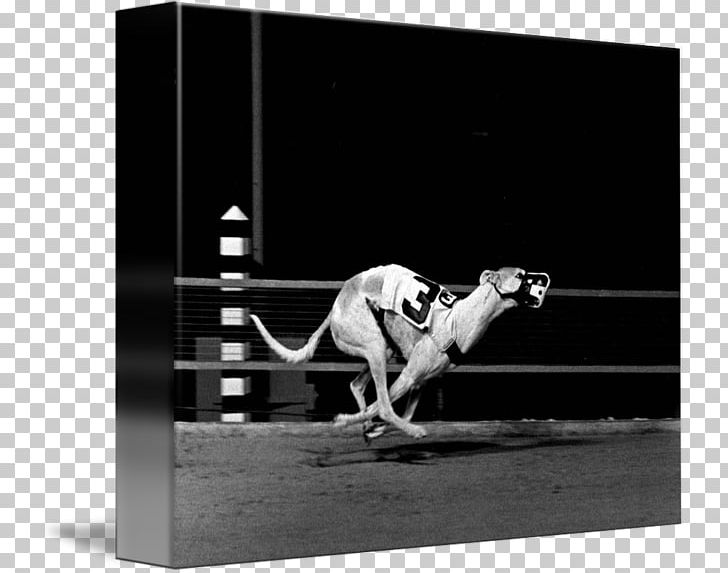Greyhound Racing Stock Photography PNG, Clipart, Angle, Black, Black And White, Black M, Greyhound Free PNG Download