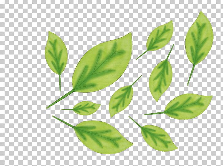 Leaf Plant Stem Branching PNG, Clipart, Branch, Branching, Falling Diamonds, Leaf, Plant Free PNG Download