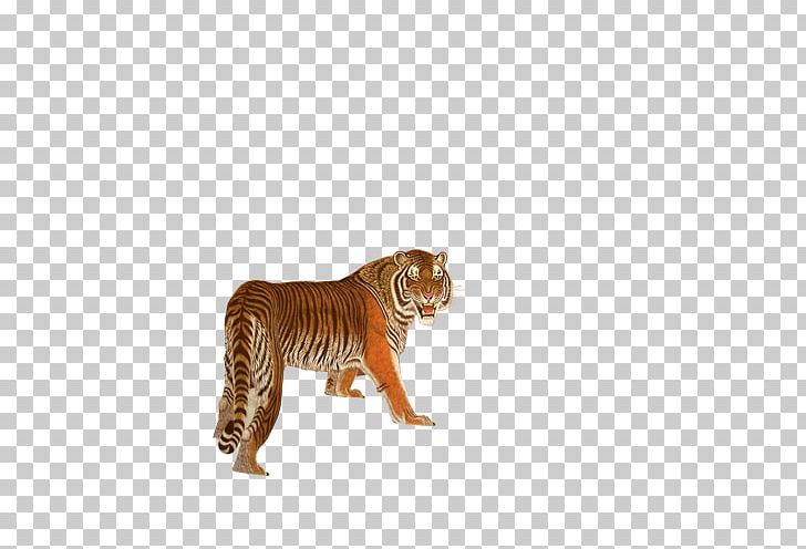 South China Tiger Bengal Tiger Euclidean PNG, Clipart, Animal, Animals, Big Cats, Carnivoran, Cat Like Mammal Free PNG Download