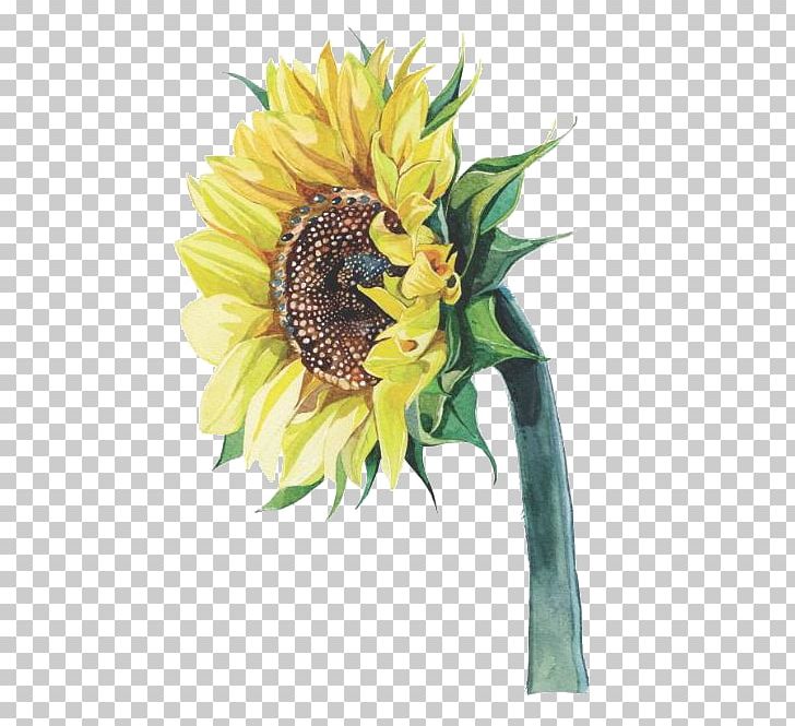 Common Sunflower Watercolor Painting Illustrator Illustration PNG, Clipart, Artificial Flower, Arumlily, Daisy Family, Flower, Flower Arranging Free PNG Download
