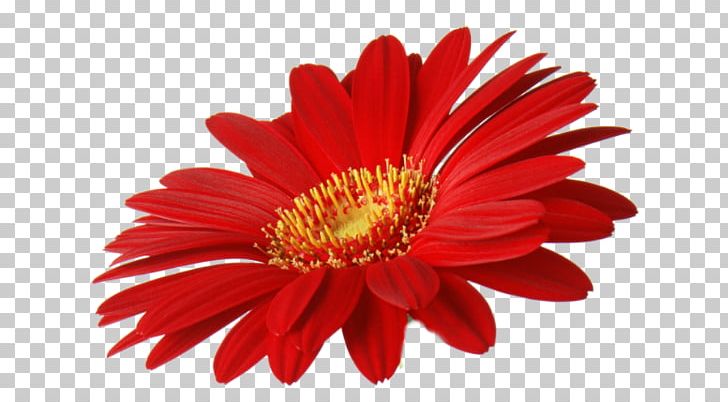 Cut Flowers Transvaal Daisy PNG, Clipart, Chrysanthemum, Chrysanths, Closeup, Daisy Family, Desktop Wallpaper Free PNG Download