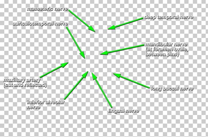 Green Line Product Design Angle Diagram PNG, Clipart, Angle, Area, Art, Circle, Diagram Free PNG Download