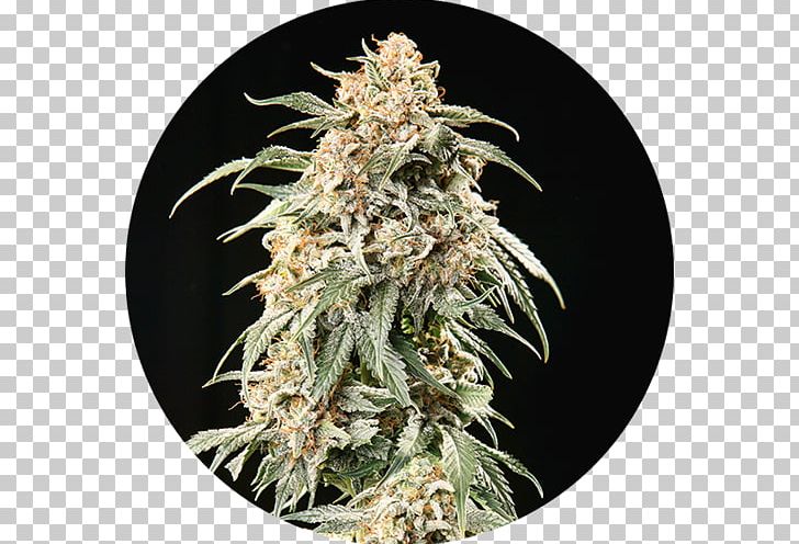 Autoflowering Cannabis Haze Seed Bank PNG, Clipart, Autoflowering Cannabis, Breed, Cannabidiol, Cannabis, Cannabis Cup Free PNG Download