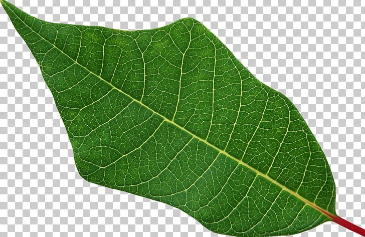 Leaf Root Plant Stem PNG, Clipart, Download, Gratis, Green, Green Leaves, Leaf Free PNG Download