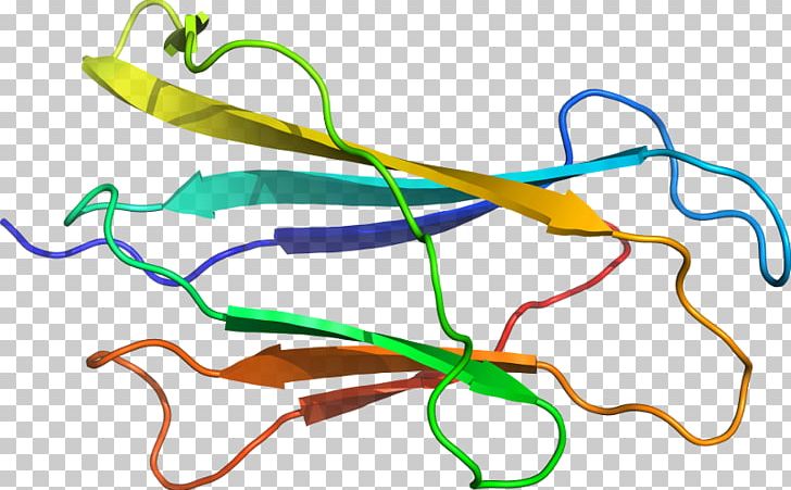 Line Product Point Organism PNG, Clipart, Line, Organism, Point Free PNG Download