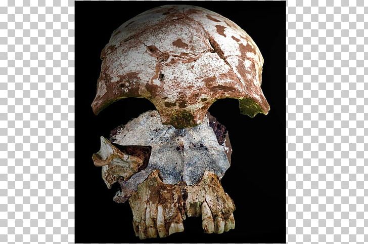 Neanderthal Early Human Migrations Anatomically Modern Human Bone Human Skeleton PNG, Clipart, Anatomically Modern Human, Ancient Dna, Archaic Humans, Bone, Early Human Migrations Free PNG Download