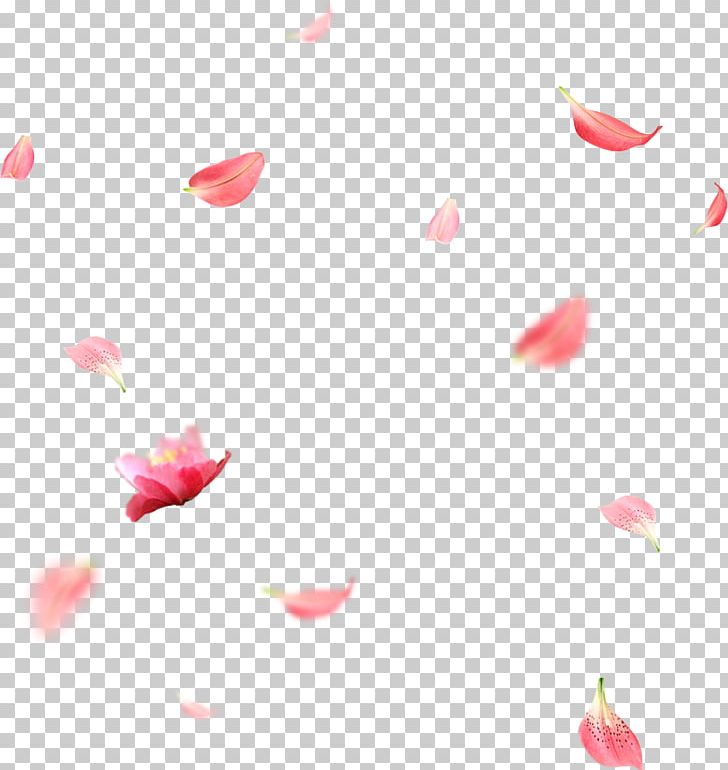 Petal RGB Color Model PNG, Clipart, Alpha Compositing, Blossom, Closeup, Color, Computer Network Free PNG Download