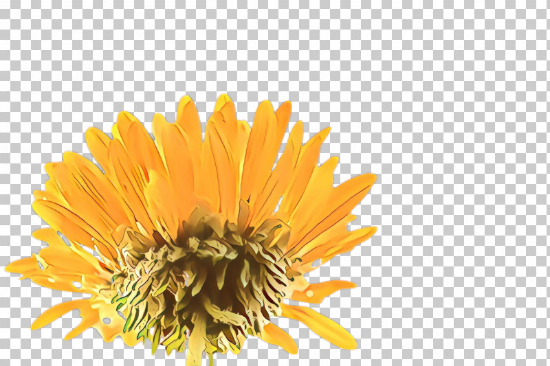 Orange PNG, Clipart, Calendula, Dandelion, English Marigold, Flower, Orange Free PNG Download