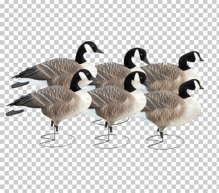 Canada Goose Duck Mallard Decoy PNG, Clipart, Animals, Appelant, Beak, Bird, Canada Free PNG Download