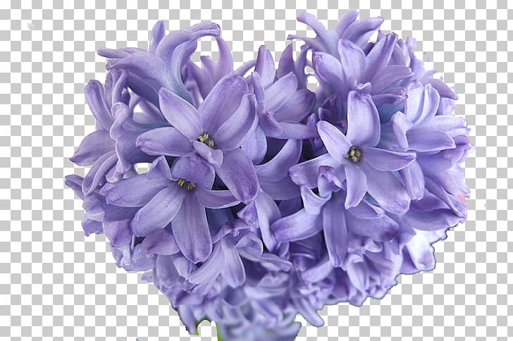 Hyacinthus Orientalis Purple Bulb Perennial Plant Blue PNG, Clipart, Blue, Color, Download, Flower, Flowers Free PNG Download