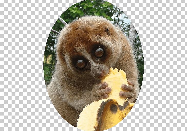 Pygmy Slow Loris Primate Red Slender Loris Sunda Slow Loris Orangutan PNG, Clipart, Animals, Arboreal Locomotion, Eating, Fauna, Homo Sapiens Free PNG Download