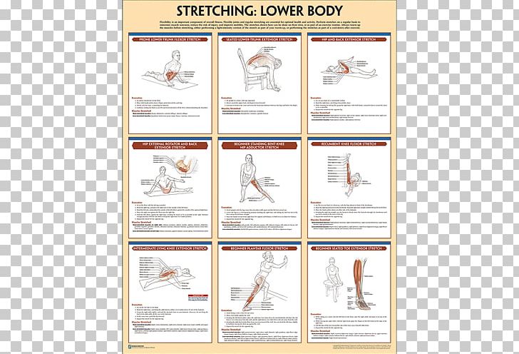 Stretching Poster Paper Exercise PNG, Clipart, Amazoncom, Anatomy, Area, Brand, Equine Anatomy Free PNG Download