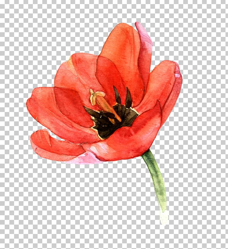 Tulip Watercolor Painting Art Watercolour Flowers PNG, Clipart, Art, Cut Flowers, Drawing, Floral Design, Flower Free PNG Download