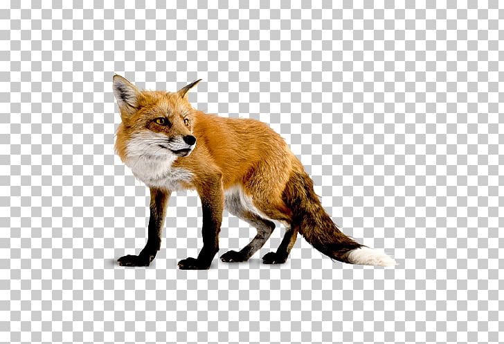 Red Fox Arctic Fox The Hedgehog And The Fox PNG, Clipart, Animal, Animals, Archilochus, Arctic Fox, Back Free PNG Download