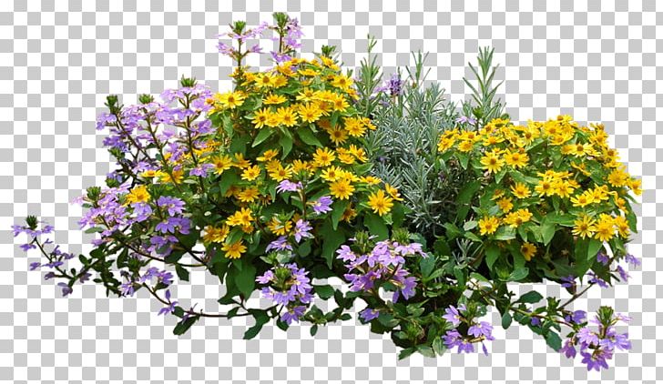 Shrub Flower Garden Rose PNG, Clipart, Annual Plant, Computer Software, Cut Flowers, Flora, Floral Design Free PNG Download