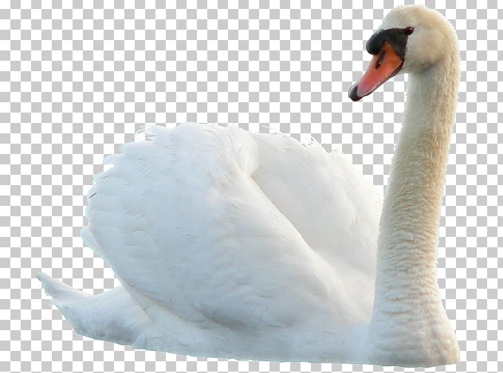 Swan Bird Duck PNG, Clipart, Animal, Animals, Beak, Bird, Black Swan Free PNG Download