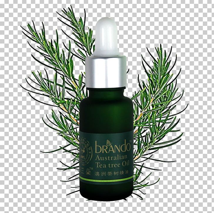 Tea Tree Oil Distillation Essential Oil Extraction PNG, Clipart, Care, Christmas Tree, Cosmetics, Essential, Essential Oils Free PNG Download