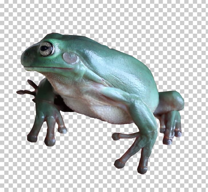 True Frog Tree Frog Amphibians Toad PNG, Clipart, Amphibian, Amphibians, Animal, Animals, Australian Green Tree Frog Free PNG Download