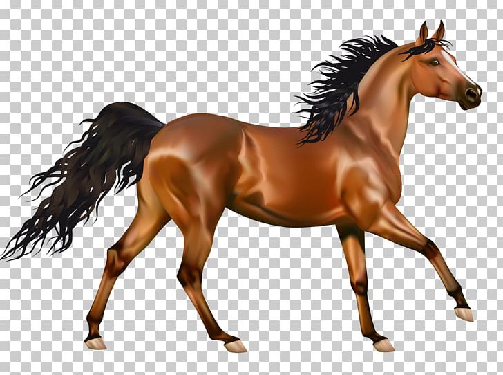 Arabian Horse American Paint Horse American Quarter Horse Desktop PNG, Clipart, American Quarter Horse, Animal Figure, Arabian Horse, Bay, Bit Free PNG Download