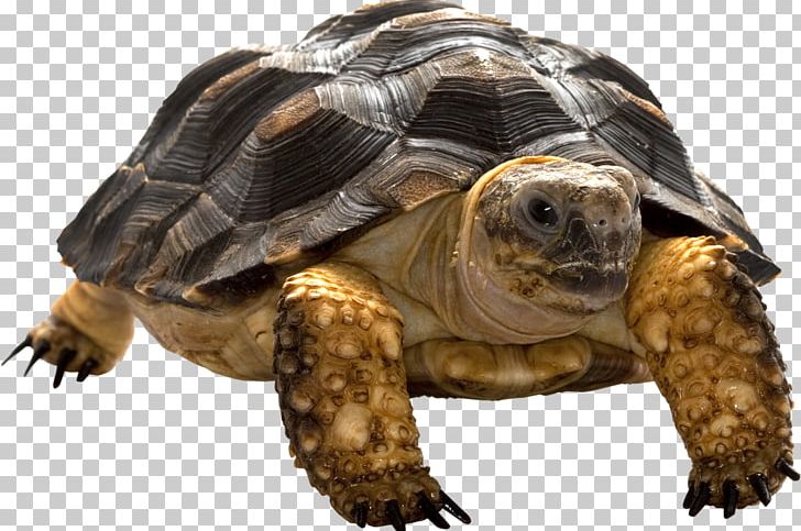 Box Turtle Tortoise Common Snapping Turtle PNG, Clipart, Animal, Animals, Box Turtle, Chelydridae, Common Snapping Turtle Free PNG Download