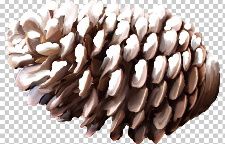 Conifer Cone Pine PhotoScape PNG, Clipart, Computer Network, Computer Software, Cone, Conifer Cone, Download Free PNG Download