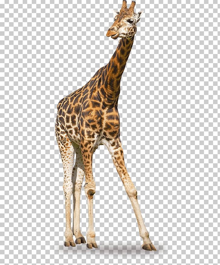 Giraffe Stock Photography PNG, Clipart, Depositphotos, Fauna, Giraffe, Giraffidae, Mammal Free PNG Download