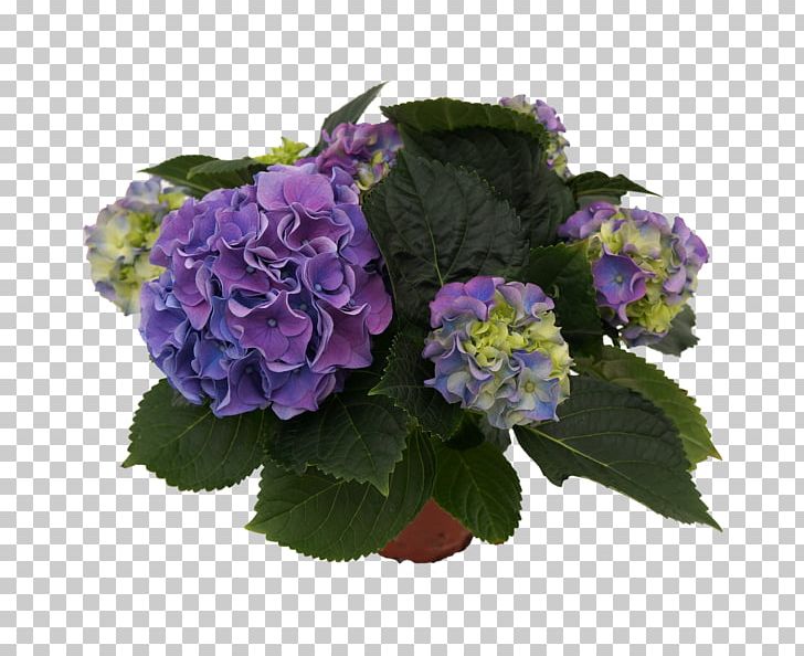 Hydrangea Cut Flowers Floral Design Violet PNG, Clipart, Annual Plant, Cornales, Cut Flowers, Floral Design, Floristry Free PNG Download