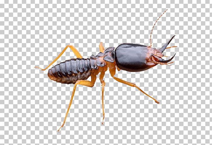 Ant Rat Pest Control Eastern Subterranean Termite PNG, Clipart, Animals, Ant, Arthropod, Beetle, Cockroach Free PNG Download